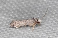 Paraswammerdamia nebulella