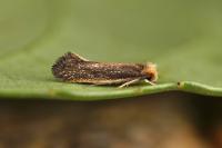 Monopis imella