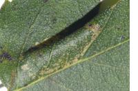 Phyllonorycter ulmifoliella