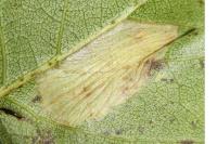 Phyllonorycter ulmifoliella