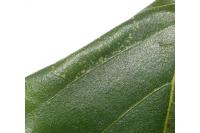 Phyllonorycter ulmifoliella
