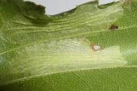 Phyllonorycter ulmifoliella