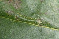 Phyllonorycter ulmifoliella