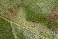 Phyllonorycter ulmifoliella