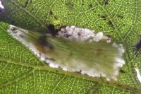Phyllonorycter ulmifoliella