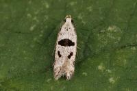 Mirificarma cytisella