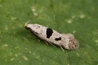 Mirificarma cytisella