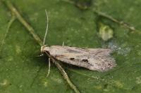Mirificarma ulicinella