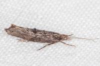 Ypsolopha horridella