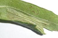 Phyllonorycter oxyacanthae