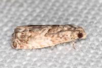 Cydia fagiglandana/splendana