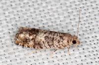 Epinotia cedricida
