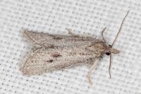 Ditula joannisiana