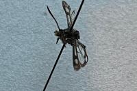 Pyropteron affine