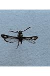 Pyropteron affine