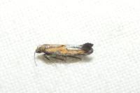 Ochromolopis ictella