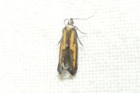 Ochromolopis ictella