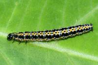 Ethmia bipunctella