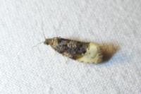 Hedya ochroleucana