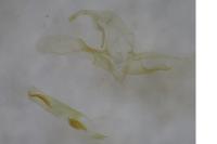 Apatema proteroclina