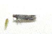 Aproaerema anthyllidella