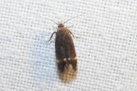 Aproaerema anthyllidella