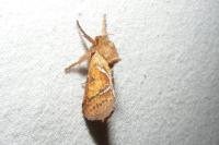 Triodia sylvina