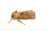 Triodia sylvina