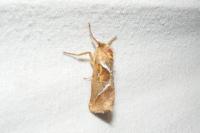 Triodia sylvina