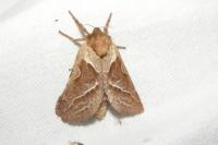 Triodia sylvina