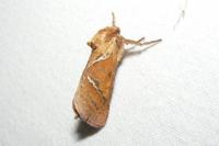 Triodia sylvina
