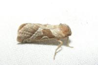 Triodia sylvina