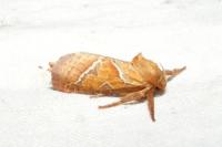 Triodia sylvina