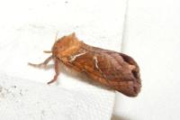 Triodia sylvina