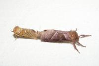 Triodia sylvina