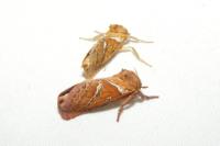 Triodia sylvina