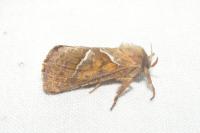 Triodia sylvina