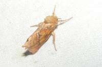 Triodia sylvina
