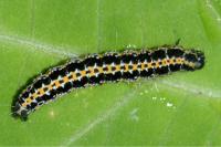 Ethmia bipunctella