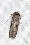 Blastobasis glandulella