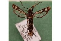 Chamaesphecia euceraeformis