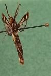 Chamaesphecia euceraeformis