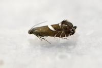 Glyphipterix forsterella