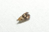 Tebenna micalis