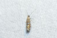 Phyllonorycter