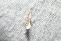 Phyllonorycter