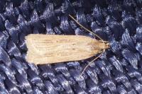 Helcystogramma triannulella