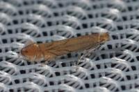 Phyllonorycter messaniella