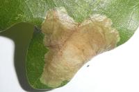 Tischeria ekebladella