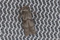Blastobasis glandulella
